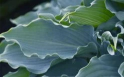Waterslide Hosta Lily - 1 Gallon Pot 15 Waterslide Hosta Lily - 1 Gallon Pot -Plant Shop hosta lily waterslide 12