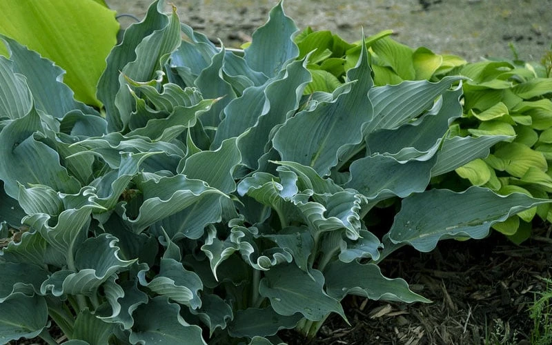 Waterslide Hosta Lily - 1 Gallon Pot 6 Waterslide Hosta Lily - 1 Gallon Pot - Image 4