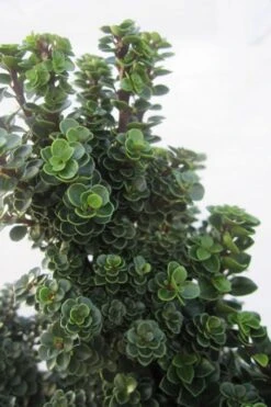 Dwarf Pagoda Japanese Holly - 1 Gallon Pot -Plant Shop ilex crenata dwarf pagoda japanese holly 1