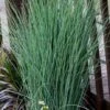 Blue Dart Rush (Juncus) - 5 Pack Of Quart Pots -Plant Shop juncus blue dart rush 4