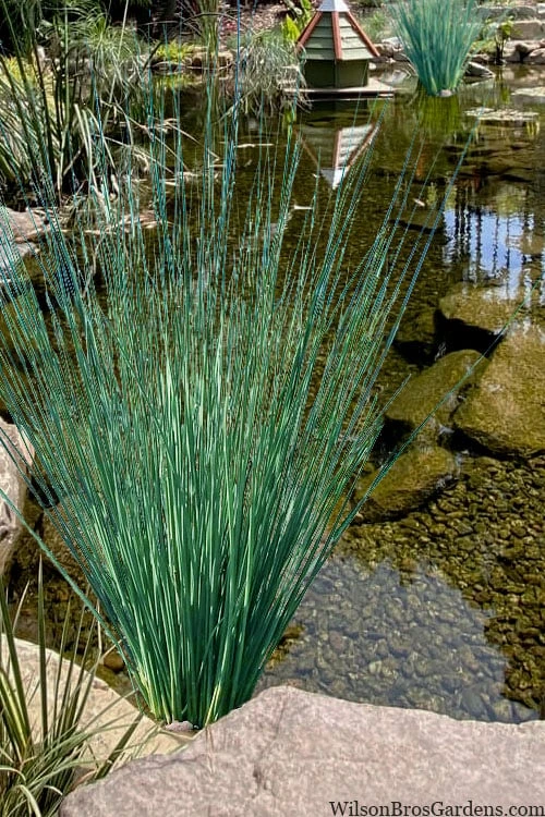 Blue Arrows Rush (Juncus Inflexus) - 1 Gallon Pot 6 Blue Arrows Rush (Juncus Inflexus) - 1 Gallon Pot - Image 4