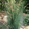 Elk's Blue California Gray Rush (Juncus Patens) - 1 Gallon Pot -Plant Shop juncus patens elk blue california rush 10