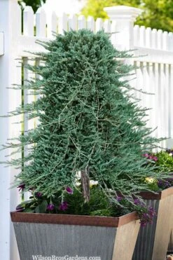 Blue Rug Juniper Tree Form Topiary - 3 Gallon Pot 9 Blue Rug Juniper Tree Form Topiary - 3 Gallon Pot -Plant Shop juniperus horizontalis wiltonii blue rug topiary tree form 2