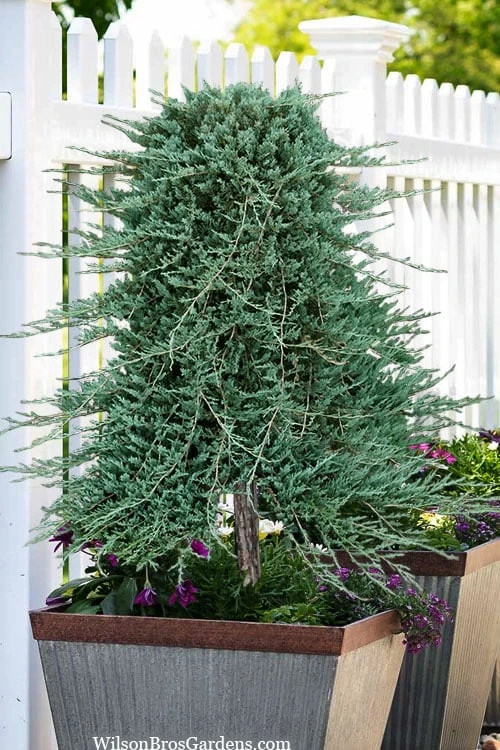 Blue Rug Juniper Tree Form Topiary - 3 Gallon Pot 6 Blue Rug Juniper Tree Form Topiary - 3 Gallon Pot - Image 4