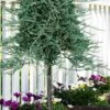 Blue Rug Juniper Tree Form Topiary - 3 Gallon Pot 1 Blue Rug Juniper Tree Form Topiary - 3 Gallon Pot -Plant Shop juniperus horizontalis wiltonii blue rug topiary tree form 4