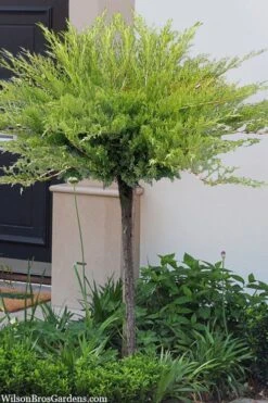 Calgary Carpet Juniper Tree (Single Trunk Topiary) - 3 Gallon Pot -Plant Shop juniperus sabina calgary carpet single trunk topiary tree 10