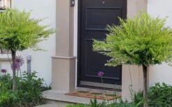 Calgary Carpet Juniper Tree (Single Trunk Topiary) - 3 Gallon Pot -Plant Shop juniperus sabina calgary carpet single trunk topiary tree 11