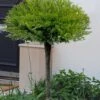 Calgary Carpet Juniper Tree (Single Trunk Topiary) - 3 Gallon Pot -Plant Shop juniperus sabina calgary carpet single trunk topiary tree 21