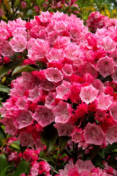 Olympic Fire Mountain Laurel (Kalmia Latifolia) - 3 Gallon Pot 3 Olympic Fire Mountain Laurel (Kalmia Latifolia) - 3 Gallon Pot