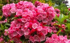 Olympic Fire Mountain Laurel (Kalmia Latifolia) - 3 Gallon Pot 14 Olympic Fire Mountain Laurel (Kalmia Latifolia) - 3 Gallon Pot -Plant Shop kalmia latifolia olympic fire mountain laurel 11
