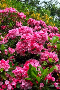 Olympic Fire Mountain Laurel (Kalmia Latifolia) - 3 Gallon Pot 15 Olympic Fire Mountain Laurel (Kalmia Latifolia) - 3 Gallon Pot -Plant Shop kalmia latifolia olympic fire mountain laurel 13
