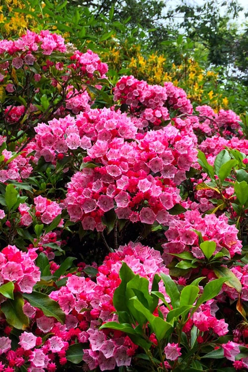 Olympic Fire Mountain Laurel (Kalmia Latifolia) - 3 Gallon Pot 8 Olympic Fire Mountain Laurel (Kalmia Latifolia) - 3 Gallon Pot - Image 6