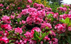 Olympic Fire Mountain Laurel (Kalmia Latifolia) - 3 Gallon Pot 13 Olympic Fire Mountain Laurel (Kalmia Latifolia) - 3 Gallon Pot -Plant Shop kalmia latifolia olympic fire mountain laurel 14