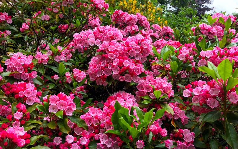 Olympic Fire Mountain Laurel (Kalmia Latifolia) - 3 Gallon Pot 6 Olympic Fire Mountain Laurel (Kalmia Latifolia) - 3 Gallon Pot - Image 4