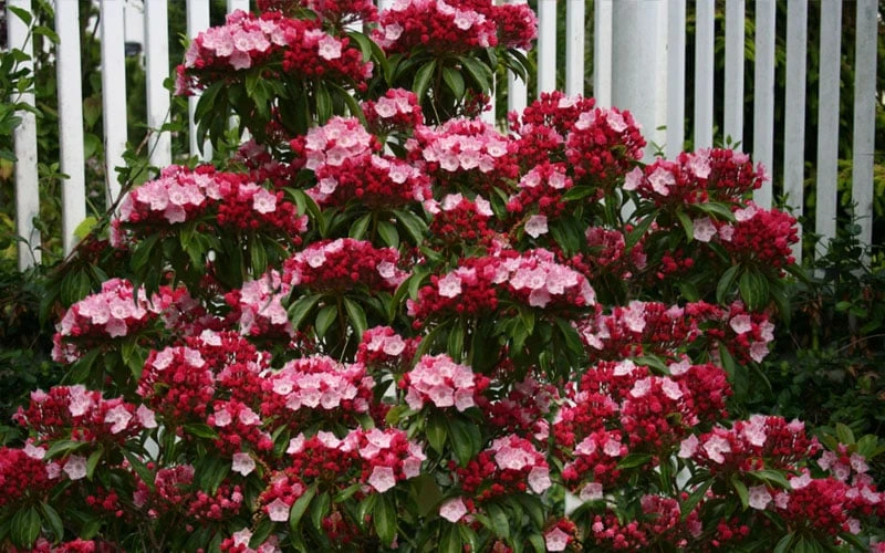 Olympic Fire Mountain Laurel (Kalmia Latifolia) - 3 Gallon Pot 10 Olympic Fire Mountain Laurel (Kalmia Latifolia) - 3 Gallon Pot - Image 8