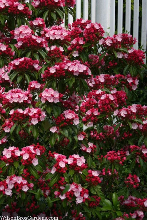 Olympic Fire Mountain Laurel (Kalmia Latifolia) - 3 Gallon Pot 9 Olympic Fire Mountain Laurel (Kalmia Latifolia) - 3 Gallon Pot - Image 7