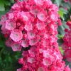 Pink Charm Mountain Laurel (Kalmia Latifolia) - 3 Gallon Pot 1 Pink Charm Mountain Laurel (Kalmia Latifolia) - 3 Gallon Pot -Plant Shop kalmia latifolia pink charm mountain laurel 5