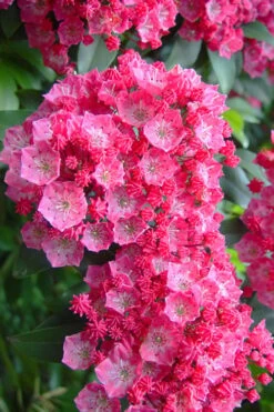 Pink Charm Mountain Laurel (Kalmia Latifolia) - 3 Gallon Pot