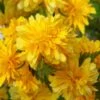 Japanese Marigold Bush - Kerria Japonica 'Pleniflora' - 2.5 Quart Pot -Plant Shop kerria japonica plenaflora japanese rose 5