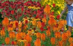Poco Orange Red Hot Poker (Kniphofia) - 1 Gallon Pot -Plant Shop kniphofia poco orange red hot poker 7