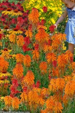 Poco Orange Red Hot Poker (Kniphofia) - 1 Gallon Pot -Plant Shop kniphofia poco orange red hot poker 9