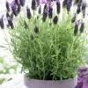 Anouk Spanish Lavender - 5 Pack Of Quart Pots -Plant Shop lavandula stoechas anouk spanish lavender 1