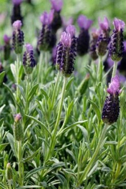 Anouk Spanish Lavender - 5 Pack Of Quart Pots -Plant Shop lavandula stoechas anouk spanish lavender 2