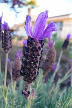 Anouk Spanish Lavender - 5 Pack Of Quart Pots -Plant Shop lavandula stoechas anouk spanish lavender 3