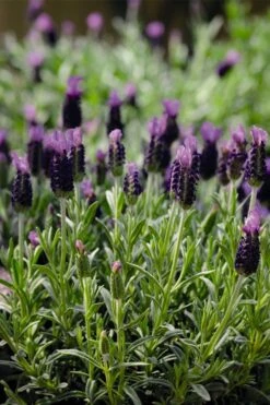 Anouk Spanish Lavender - 5 Pack Of Quart Pots -Plant Shop lavandula stoechas anouk spanish lavender 5