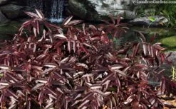 Rejoyce Coast Leucothoe (Leucothoe Axillaris) - 3 Gallon Pot -Plant Shop leucothoe axillaris rejoyce 10