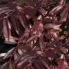 Rejoyce Coast Leucothoe (Leucothoe Axillaris) - 3 Gallon Pot