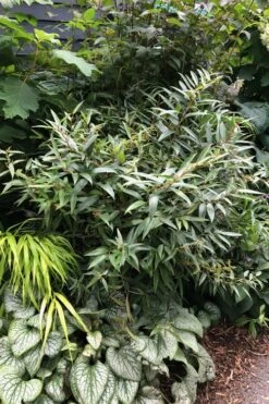 Rejoyce Coast Leucothoe (Leucothoe Axillaris) - 3 Gallon Pot -Plant Shop leucothoe axillaris rejoyce 7