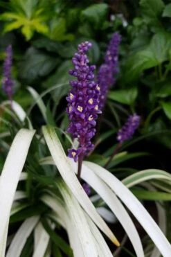 Okina Liriope (Frosted Monkey Grass) - 1 Gallon Pot -Plant Shop liriope muscari okina lilyturf 4