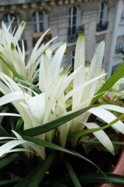 Okina Liriope (Frosted Monkey Grass) - 1 Gallon Pot -Plant Shop liriope muscari okina lilyturf 5