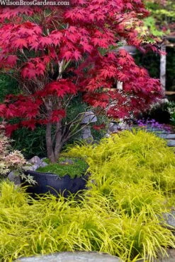 Gold Ingot Liriope (Golden Lilyturf) - 6 Pack Of 1 Gallon Pots -Plant Shop liriope muscari peedee ingot golden lilyturf 5 1