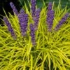 Gold Ingot Liriope (Golden Lilyturf) - 6 Pack Of 1 Gallon Pots -Plant Shop liriope muscari peedee ingot golden lilyturf 6 1