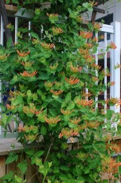 Mandarin Orange Honeysuckle Vine - 3 Gallon Pot -Plant Shop lonicera mandarin orange honeysuckle vine 20