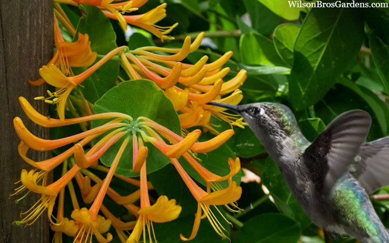 Mandarin Orange Honeysuckle Vine - 12" Pot 8 Mandarin Orange Honeysuckle Vine - 12" Pot - Image 6