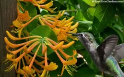 Mandarin Orange Honeysuckle Vine - 1 Gallon Pot -Plant Shop lonicera mandarin orange honeysuckle vine 23 3