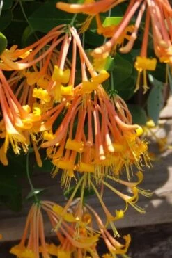 Mandarin Orange Honeysuckle Vine - 1 Gallon Pot -Plant Shop lonicera mandarin orange honeysuckle vine 27 3