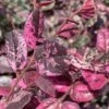 Ruby Parfait Loropetalum (Fringe Flower) - 1 Gallon Pot 1 Ruby Parfait Loropetalum (Fringe Flower) - 1 Gallon Pot -Plant Shop loropetalum chinense ruby parfait fringe flower 1