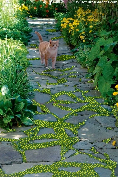 Yellow Star Creeper (Lysimachia Japonica Var. Minutissima) - 5 Pack Of Pint Pots 3 Yellow Star Creeper (Lysimachia Japonica Var. Minutissima) - 5 Pack Of Pint Pots