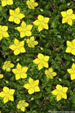 Yellow Star Creeper (Lysimachia Japonica Var. Minutissima) - 5 Pack Of Pint Pots 9 Yellow Star Creeper (Lysimachia Japonica Var. Minutissima) - 5 Pack Of Pint Pots -Plant Shop lysimachia japonica minutissima dwarf creeping jenny 11