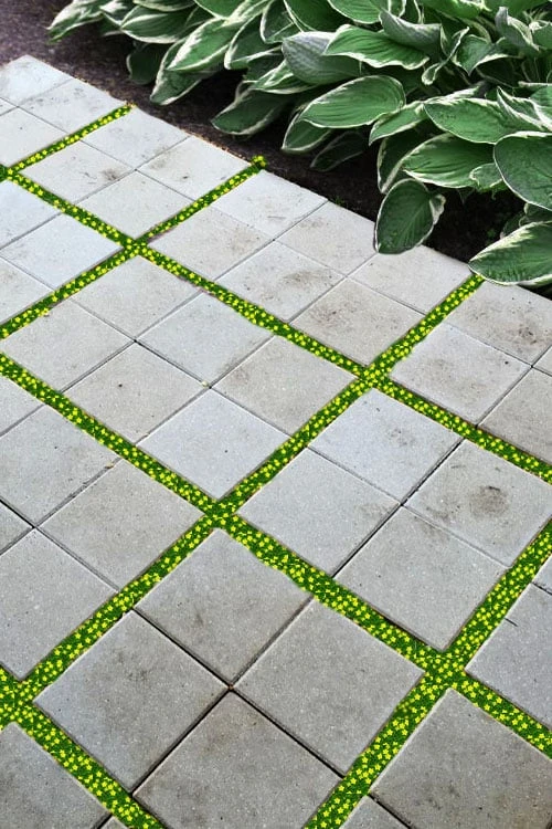 Yellow Star Creeper (Lysimachia Japonica Var. Minutissima) - 5 Pack Of Pint Pots 6 Yellow Star Creeper (Lysimachia Japonica Var. Minutissima) - 5 Pack Of Pint Pots - Image 4