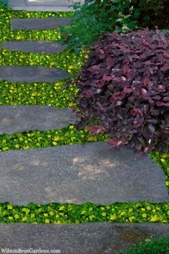 Yellow Star Creeper (Lysimachia Japonica Var. Minutissima) - 5 Pack Of Pint Pots 11 Yellow Star Creeper (Lysimachia Japonica Var. Minutissima) - 5 Pack Of Pint Pots -Plant Shop lysimachia japonica minutissima dwarf creeping jenny 300