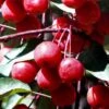 Southern Crabapple (Malus Angustifolia) - 3 Gallon Pot 1 Southern Crabapple (Malus Angustifolia) - 3 Gallon Pot -Plant Shop malus angustifolia southern crabapple tree fruits 2