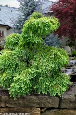 Miss Grace Weeping Dawn Redwood Tree (Metasequoia) - 3 Gallon Pot -Plant Shop metasequoia glyptostroboides miss grace weeping dawn redwood 5