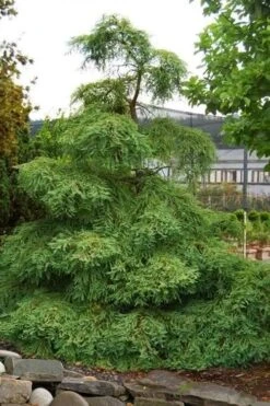 Miss Grace Weeping Dawn Redwood Tree (Metasequoia) - 3 Gallon Pot -Plant Shop metasequoia miss grace dawn redwood tree 6 1