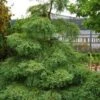 Miss Grace Weeping Dawn Redwood Tree (Metasequoia) - 3 Gallon Pot -Plant Shop metasequoia miss grace dawn redwood tree 6