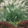 Little Kitten Dwarf Maiden Grass - Miscanthus Sinensis - 1 Gallon Pot -Plant Shop miscanthus sinensis little kitten maiden grass 1 1